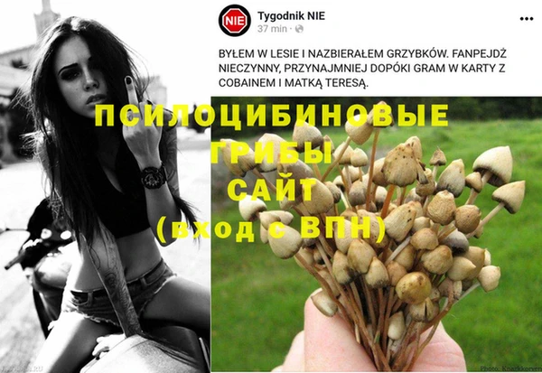крисы Алзамай
